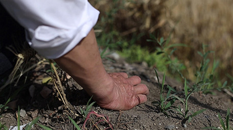 实拍农民田间流汗擦汗抓起一把黄土