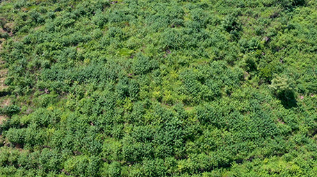乡村青花椒种植基地实拍视频