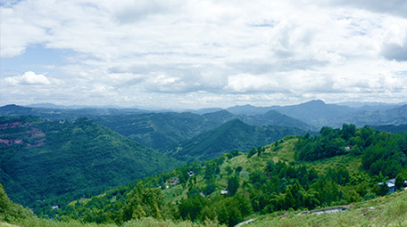 乡村青花椒种植基地实拍视频