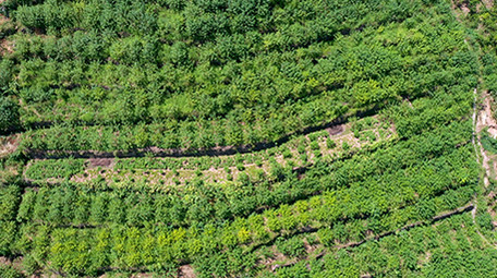 乡村青花椒种植基地实拍视频