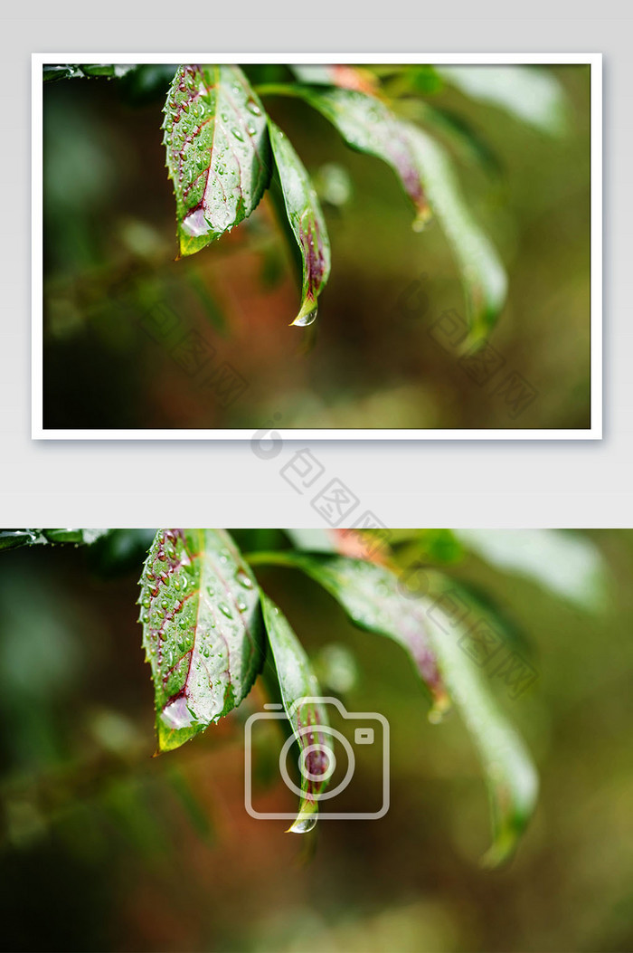 秋季清晨植物叶子上的露珠摄影图图片图片