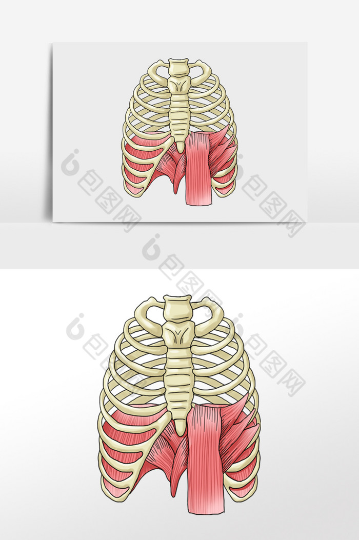 骨骼胸腔骨头人体研究图片图片