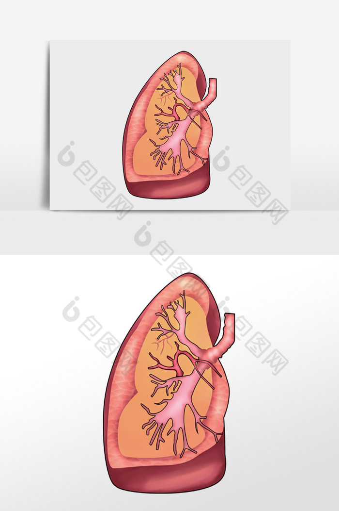 人体内脏器官肝脏图片图片