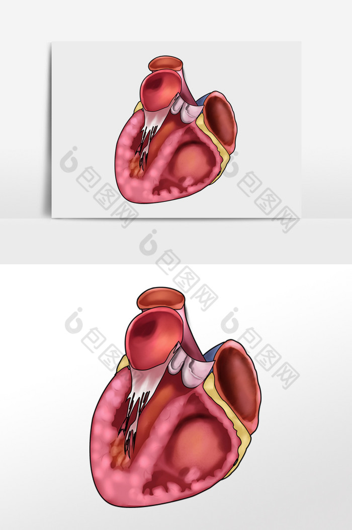 人体内脏脏器心脏图片图片