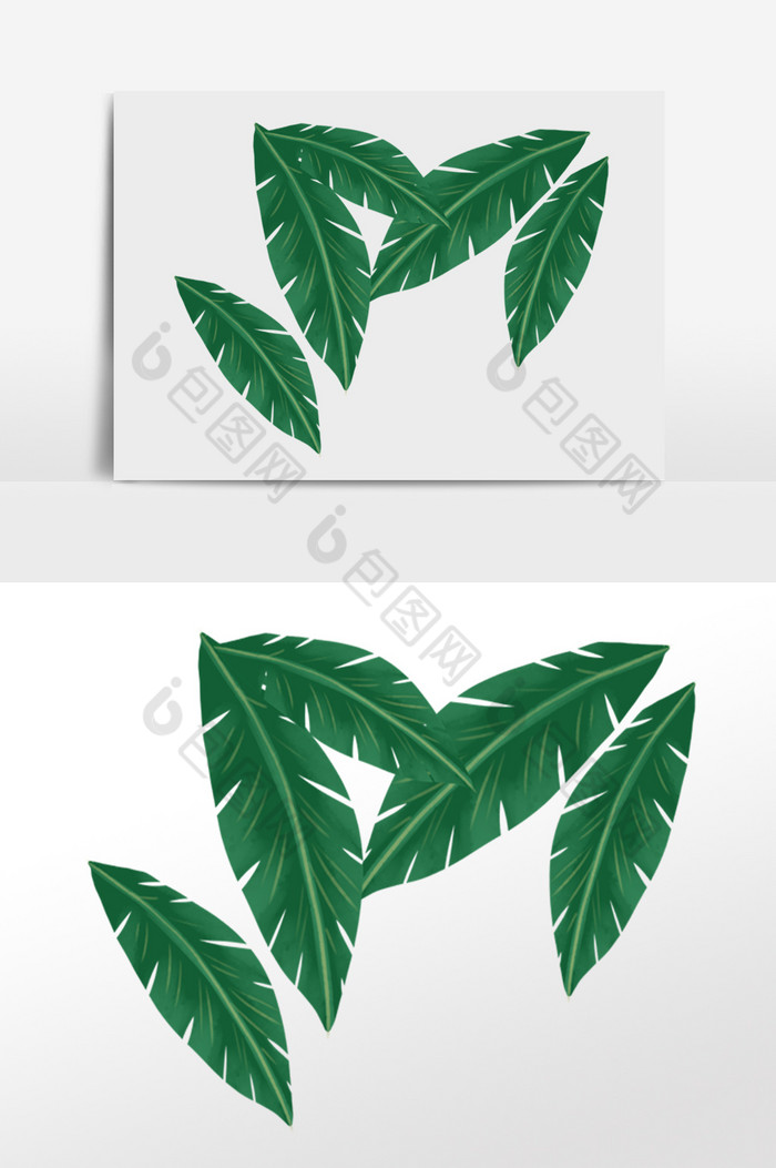 热带植物叶子图片图片