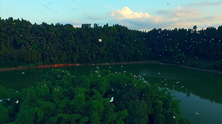 唯美白鹭竹海飞舞实拍视频