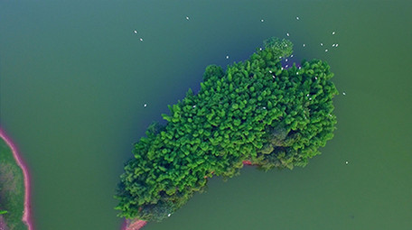 唯美白鹭竹海飞舞实拍视频