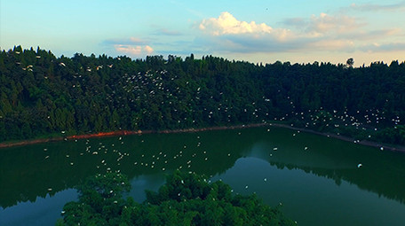 唯美白鹭竹海飞舞实拍视频