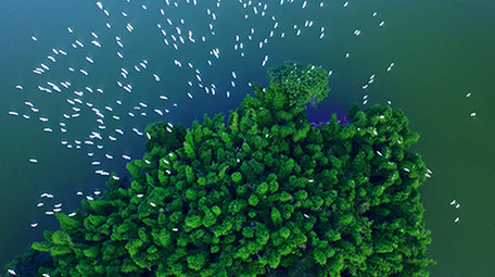 唯美白鹭竹海飞舞实拍视频