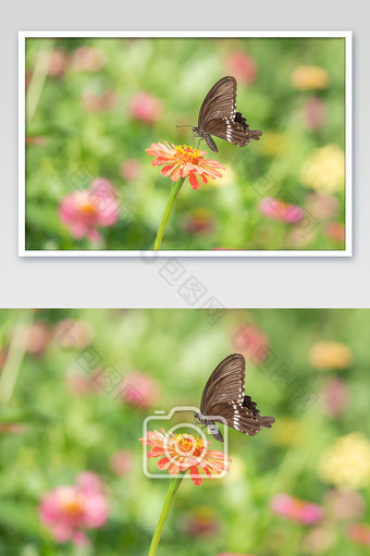 花枝上的蝴蝶摄影图图片