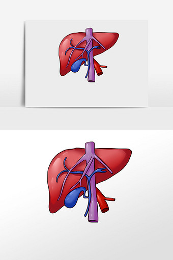 肝血管解剖图器官脏器