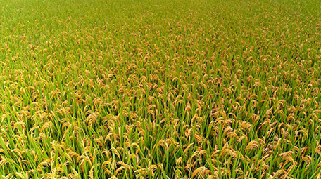 大面积成熟的稻田航拍4K