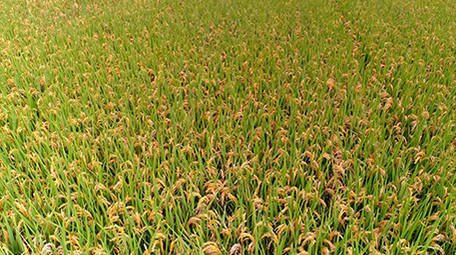 大面积成熟的稻田航拍4K