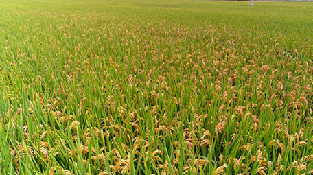 大面积成熟的稻田航拍4K