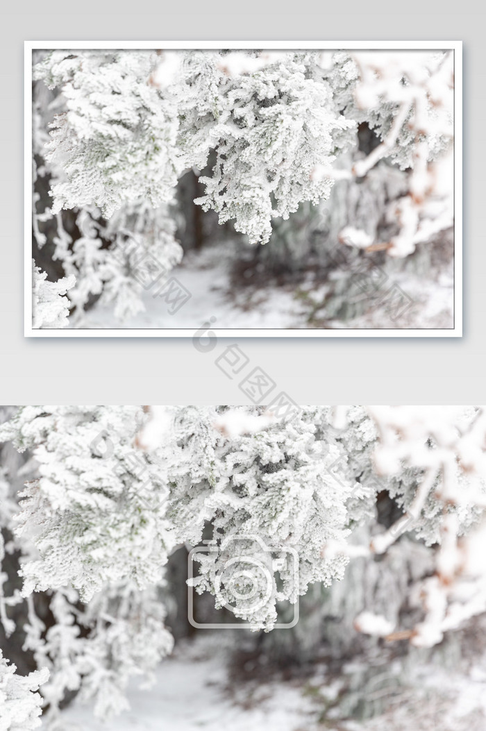 冬季树枝上的积雪图片图片