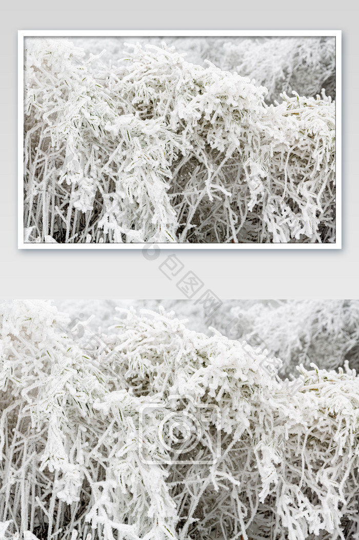冬季被雪覆盖的树枝图片图片
