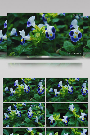 清新自然植物深蓝色牵牛花实拍视频素材图片