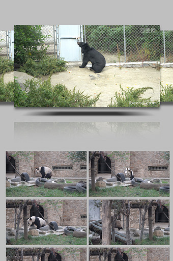 4k济南动物园黑熊和国宝大熊猫图片