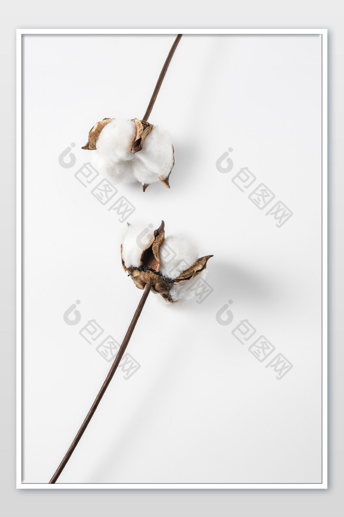 植物棉花干花摄影图图片图片