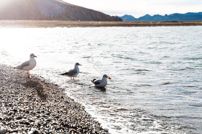 湖边上的海鸥纳木措图片