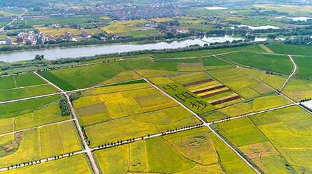 航拍稻田文字中国梦