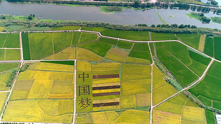航拍稻田文字中国梦