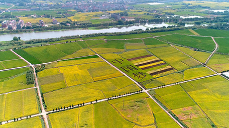 航拍稻田文字中国梦