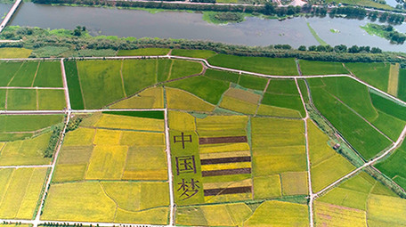 航拍稻田文字中国梦