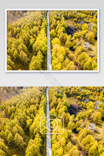 航拍秋季阿尔山森林道路图片