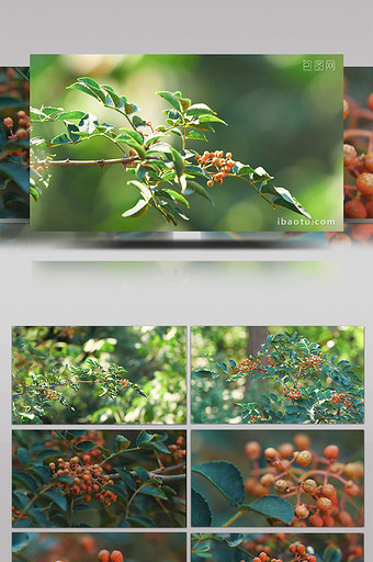 实拍花椒树果实4K视频图片
