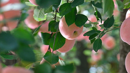 唯美烟台苹果红富士大红苹果果园果实水果