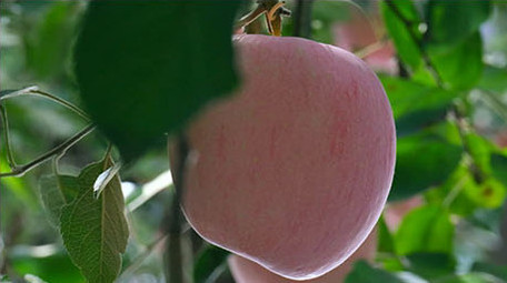 唯美烟台苹果红富士大红苹果果园果实水果