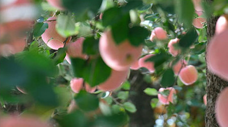 唯美烟台苹果红富士大红苹果果园果实水果