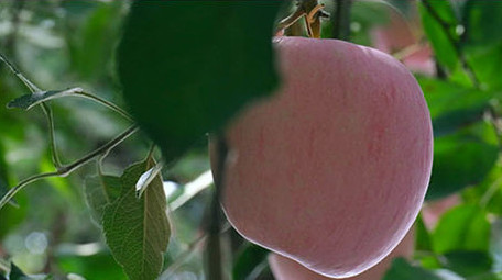 唯美烟台苹果红富士大红苹果果园果实水果