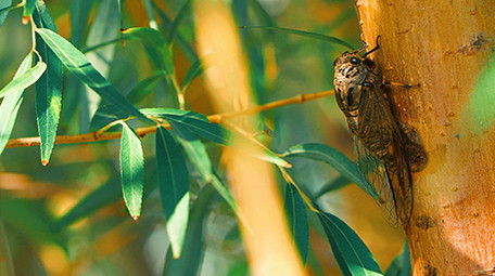 实拍夏日金蝉知了落在树梢4k视频
