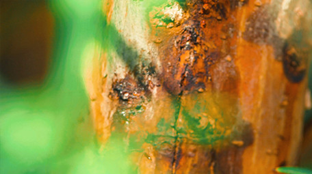 实拍夏日金蝉知了落在树梢4k视频