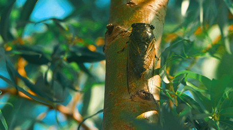 实拍夏日金蝉知了落在树梢4k视频
