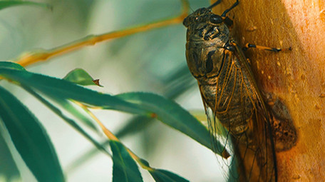 实拍夏日金蝉知了落在树梢4k视频