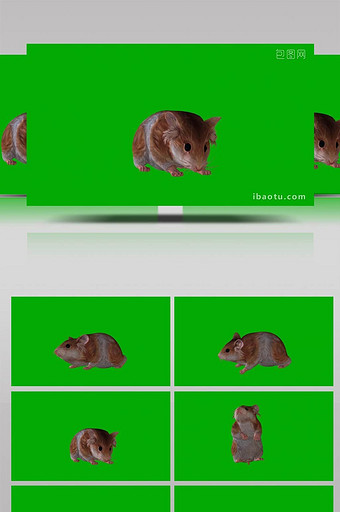 抠像小仓鼠休息行走合成素材图片