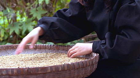 4K实拍稻谷丰收视频素材