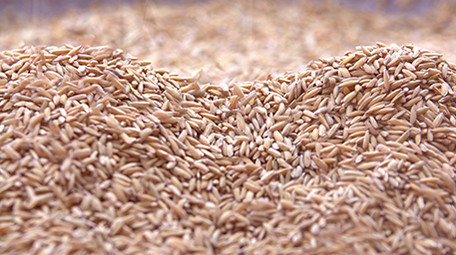 4K实拍稻谷丰收视频素材