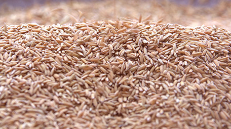 4K实拍稻谷丰收视频素材