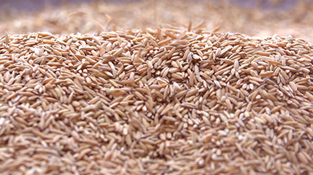 4K实拍稻谷丰收视频素材