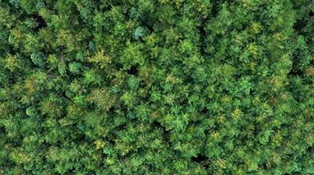 绿色生态森林松树实拍视频