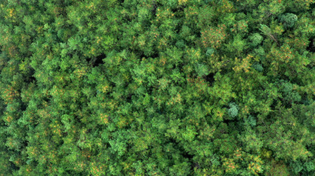 绿色生态森林松树实拍视频