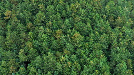 绿色生态森林松树实拍视频