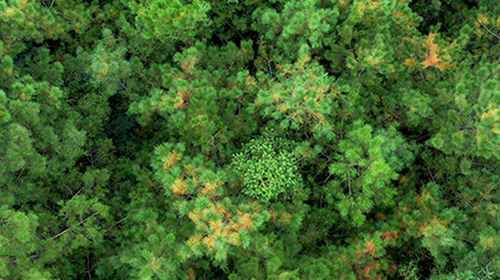 绿色生态森林松树实拍视频