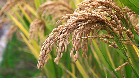 农村稻田里成熟的稻谷