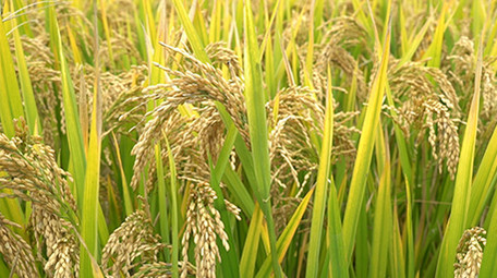 农村稻田里成熟的稻谷