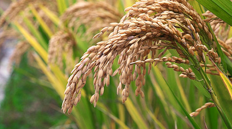 农村稻田里成熟的稻谷